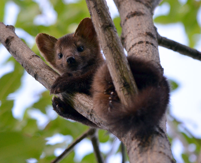 a photograph of a sable in a ree