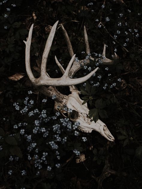 a deer skull with antlers nestled among flowers