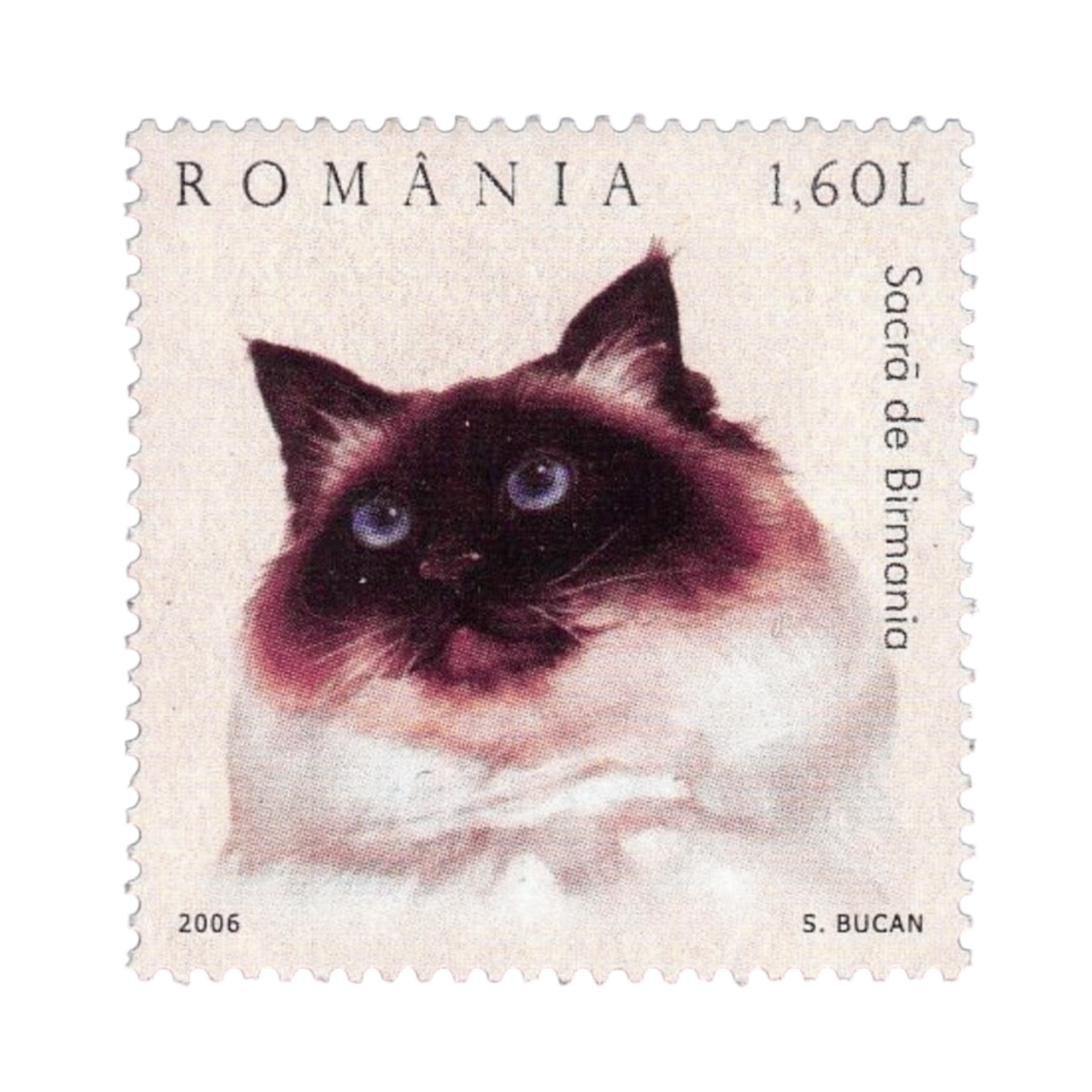 a 2006 romanian stamp depicting a long-haired seal point cat